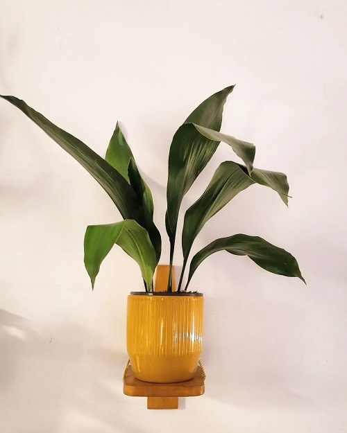 25 Best Low Light Indoor Hanging Plants | Low Light Hanging Plants 7