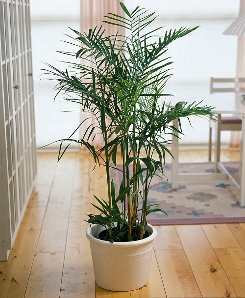 8 Indoor Plants that Look Like Bamboo But Are Not 2