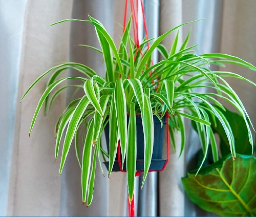 25 Best Low Light Indoor Hanging Plants | Low Light Hanging Plants 5