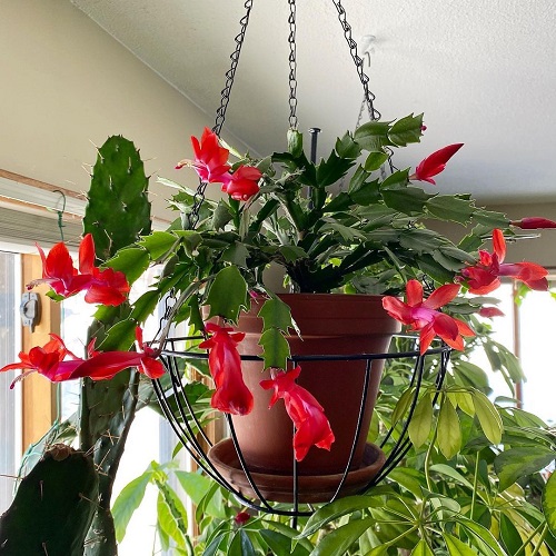 Indoor Plants For Colorado 5