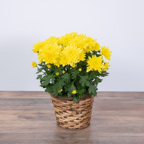 20 Best Indoor Plants with Yellow Flowers | Yellow Flowering Houseplants 1