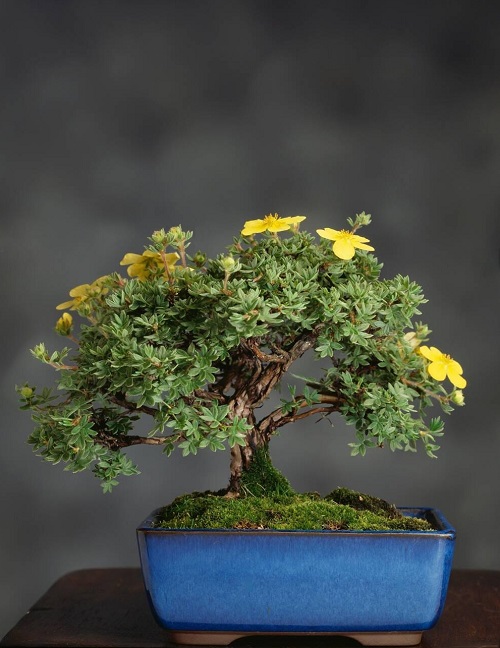 20 Attractive Indoor Flowering Bonsai Trees 5