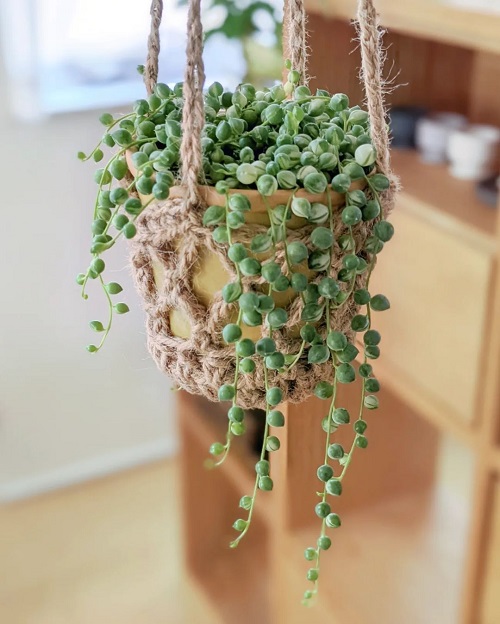 Variegated String of Pearls Care Guide | Growing String of Beads Indoors 2