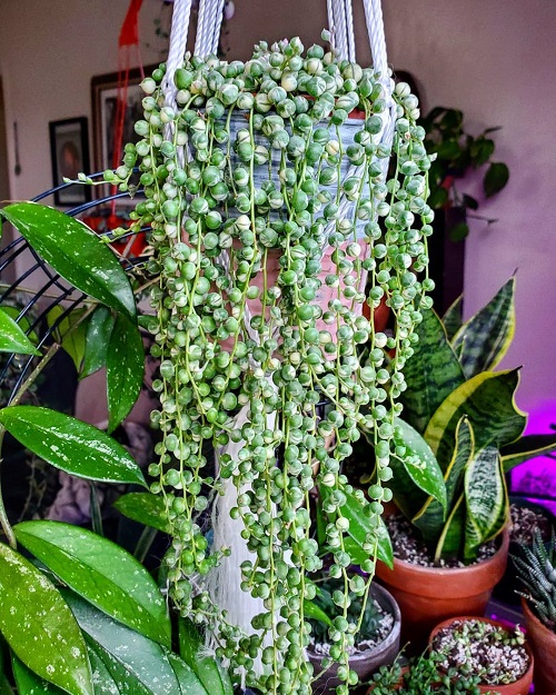 Variegated String of Pearls Care Guide | Growing String of Beads Indoors 1