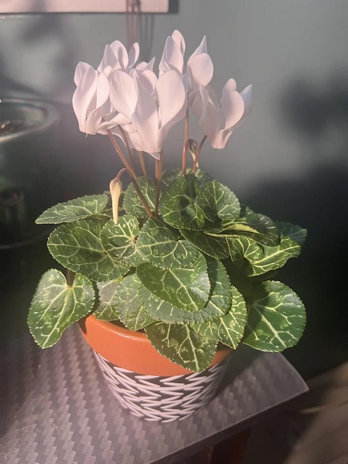 Romantic Indoor Heart-Shaped Plants 