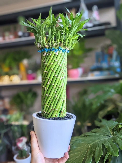 8 Indoor Plants that Look Like Bamboo But Aren't 1