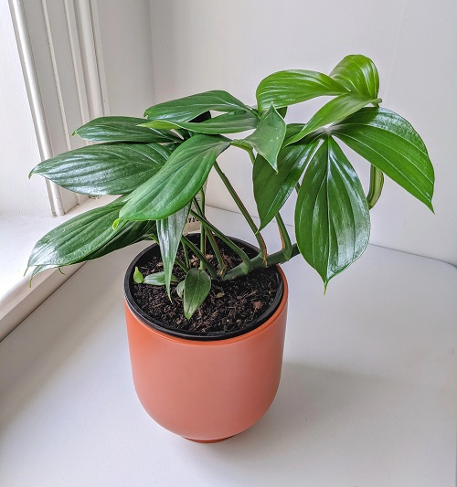 Growing Dragon Tail Philodendron Indoors | Epipremnum pinnatum Care Guide 2