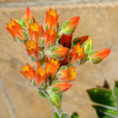 33 Stunning Succulent with Orange Flowers | Orange Flowering Succulents 14
