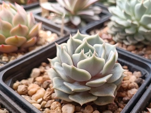 24 Stunning White Succulents for Your Home 1