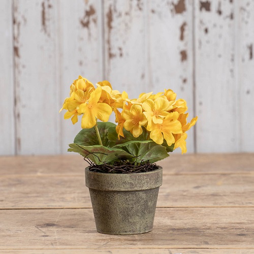 20 Best Indoor Plants with Yellow Flowers | Yellow Flowering Houseplants 10