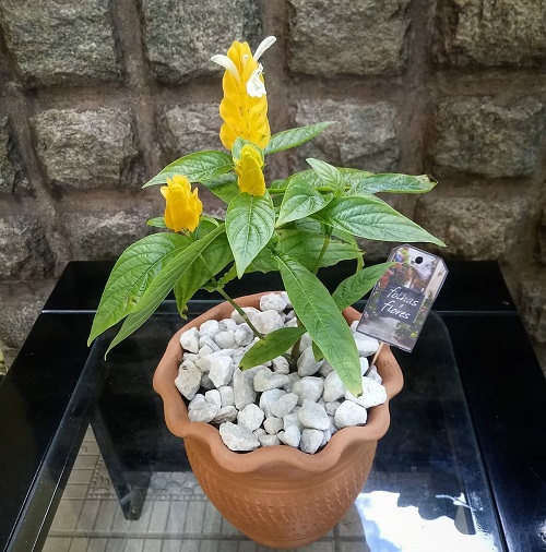 20 Best Indoor Plants with Yellow Flowers | Yellow Flowering Houseplants 7