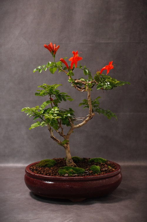 20 Attractive Indoor Flowering Bonsai Trees 6