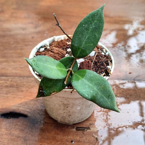 Small Leaf Hoya 15