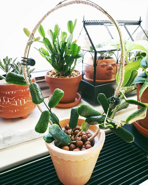 31 Cute Small Leaf Hoya Varieties You Should Grow | Indoor Garden Web