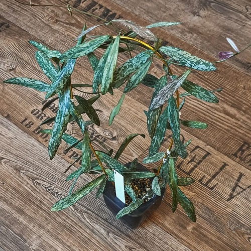 Small Leaf Hoya 13
