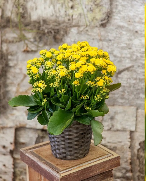 20 Best Indoor Plants with Yellow Flowers | Yellow Flowering Houseplants 2