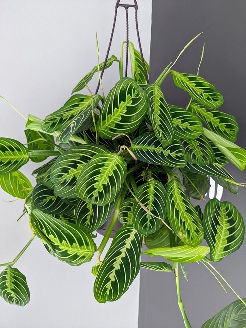25 Best Low Light Indoor Hanging Plants | Low Light Hanging Plants 8