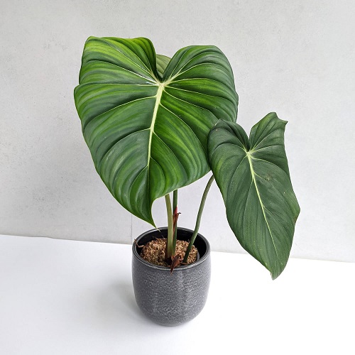 100 Gorgeous Types of Philodendrons for Your Home 44