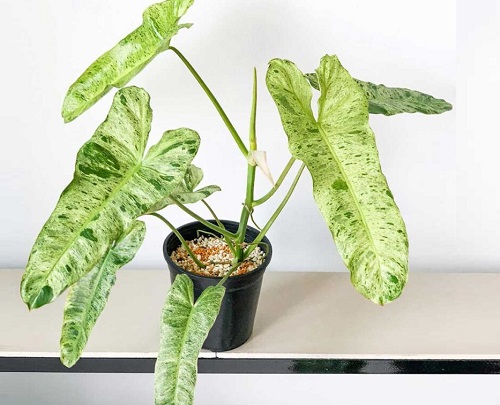 100 Gorgeous Types of Philodendrons for Your Home 26