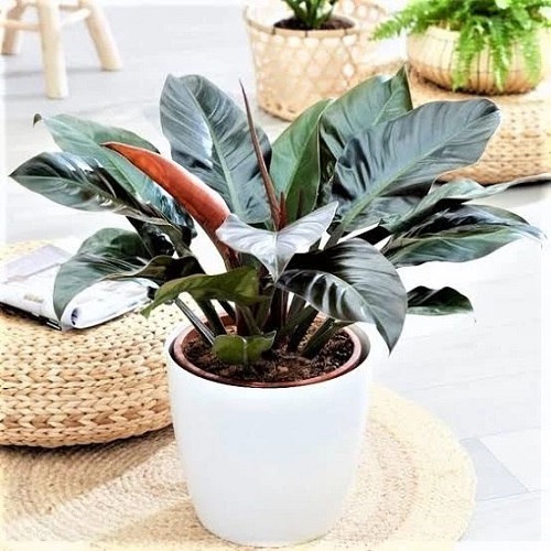 100 Gorgeous Types of Philodendrons for Your Home 2