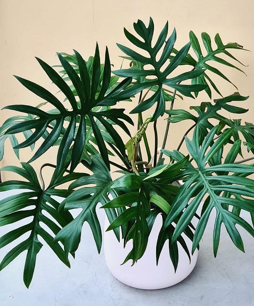 How to Grow Philodendron mayoi Indoors | Philodendron mayoi Care Guide 1