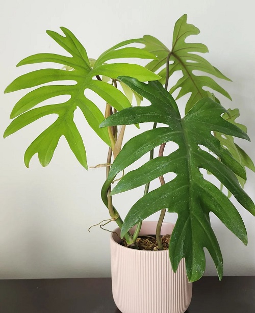 How to Grow Philodendron mayoi Indoors | Philodendron mayoi Care Guide 2