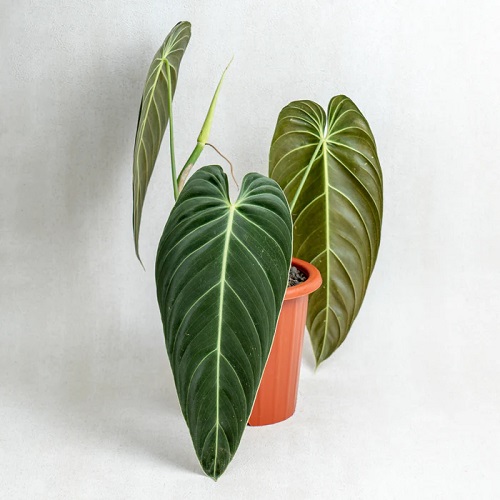 100 Gorgeous Types of Philodendrons for Your Home 10
