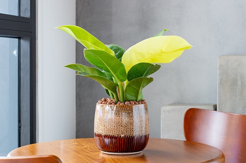 Growing Philodendron Moonlight Indoors | Philodendron Moonlight Care Guide 1