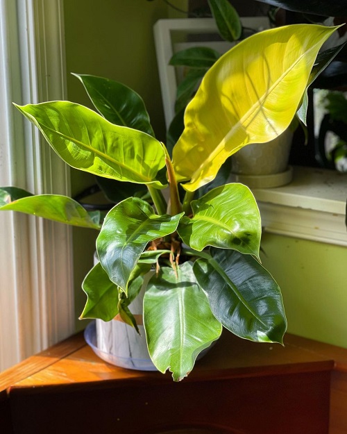 Growing Philodendron Moonlight Indoors | Philodendron Moonlight Care Guide 2
