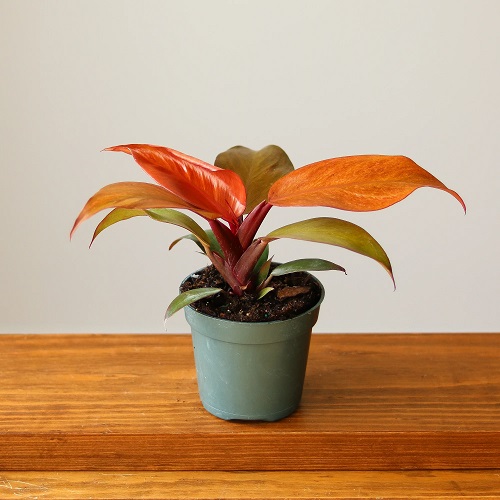 Growing Philodendron Prince of Orange Indoors | Prince of Orange Philodendron Care Guide 1
