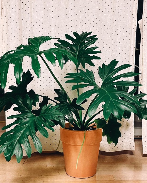 How to Grow Philodendron Selluom | Lace Tree Philodendron 1