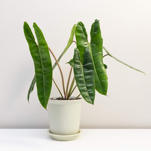 Growing Philodendron billietaie Indoors | Emerald Vine Philodendron Care Guide 1