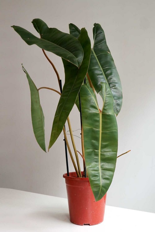 Growing Philodendron billietaie Indoors | Emerald Vine Philodendron Care Guide 2