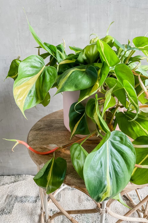 100 Gorgeous Types of Philodendrons for Your Home 18