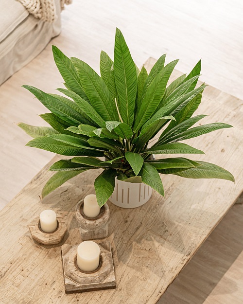 100 Gorgeous Types of Philodendrons for Your Home 43