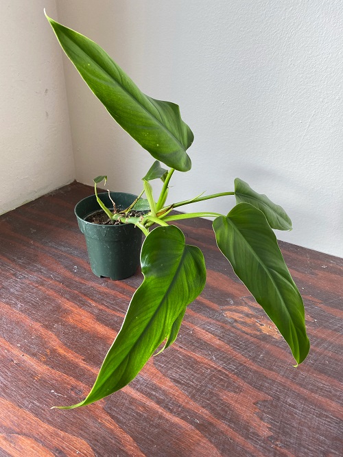 How to Grow Jose Buono Plant Indoors | Philodendron domesticum Care Guide 2