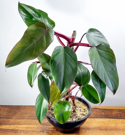 Growing Philodendron erubescens Indoors | Blushing Philodendron Care Guide 1