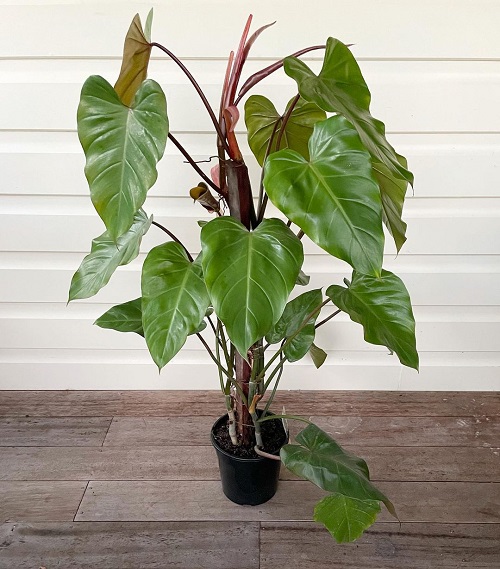 Growing Philodendron erubescens Indoors | Blushing Philodendron Care Guide 2