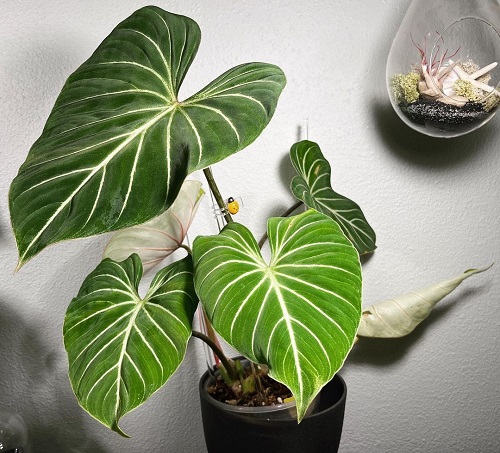 100 Gorgeous Types of Philodendrons for Your Home 36