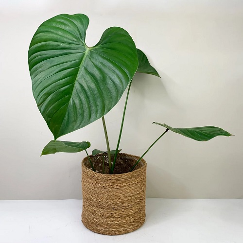 100 Gorgeous Types of Philodendrons for Your Home 23