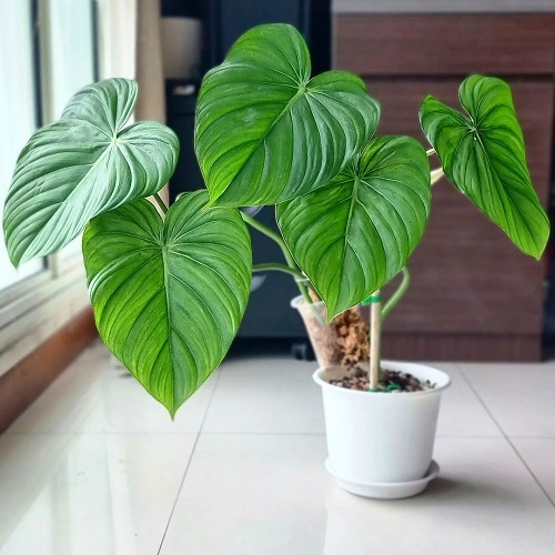 100 Gorgeous Types of Philodendrons for Your Home 14