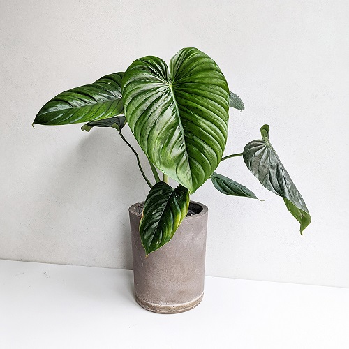 100 Gorgeous Types of Philodendrons for Your Home 50