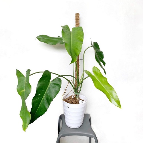 100 Gorgeous Types of Philodendrons for Your Home 46