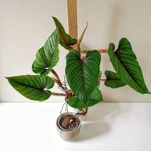 Growing Philodendron serpens Indoors 2