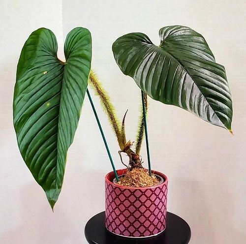 100 Gorgeous Types of Philodendrons for Your Home 13