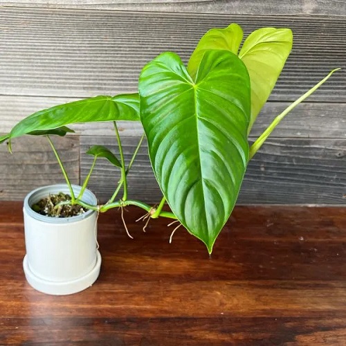 100 Gorgeous Types of Philodendrons for Your Home 30
