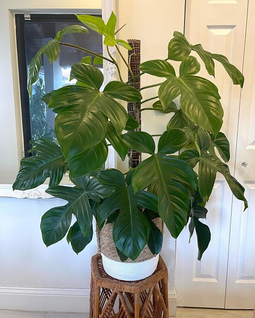 Growing Philodendron squamiferum Indoors | Red Bristle Philodendron Care Guide 1