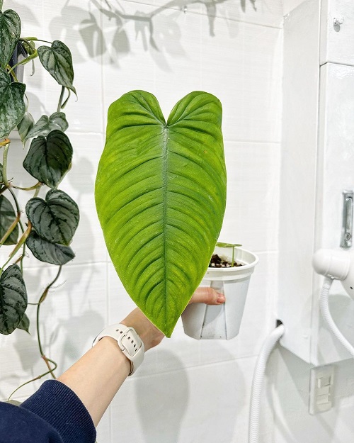 100 Gorgeous Types of Philodendrons for Your Home 28