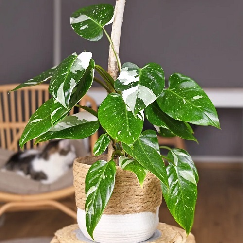100 Gorgeous Types of Philodendrons for Your Home 21