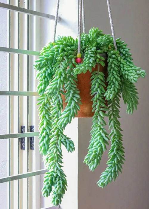25 Best Low Light Indoor Hanging Plants | Low Light Hanging Plants 4